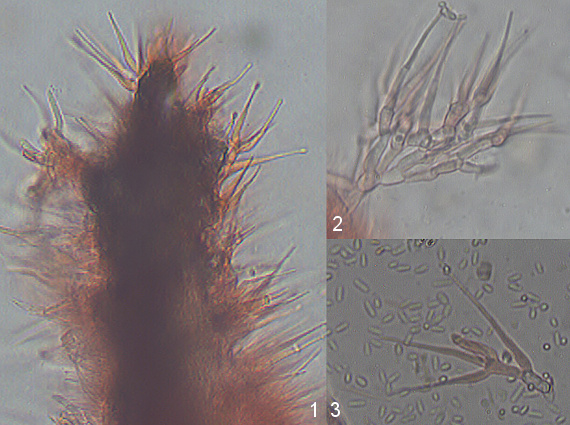 Hyphomyces sp.