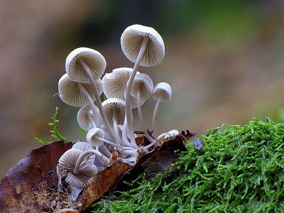 prilbička-helmovka Mycena sp.