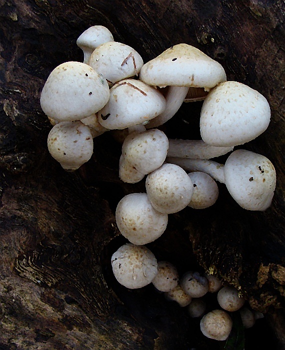 šupinovka gumová Pholiota gummosa (Lasch) Singer