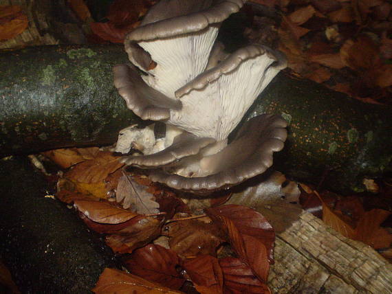 hliva ustricovitá Pleurotus ostreatus (Jacq.) P. Kumm.