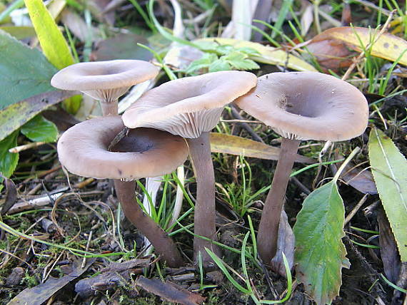 strmulica čiaškovitá Pseudoclitocybe cyathiformis (Bull.) Singer