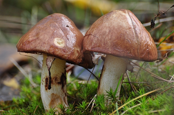 masliak obyčajný Suillus luteus (L.) Roussel