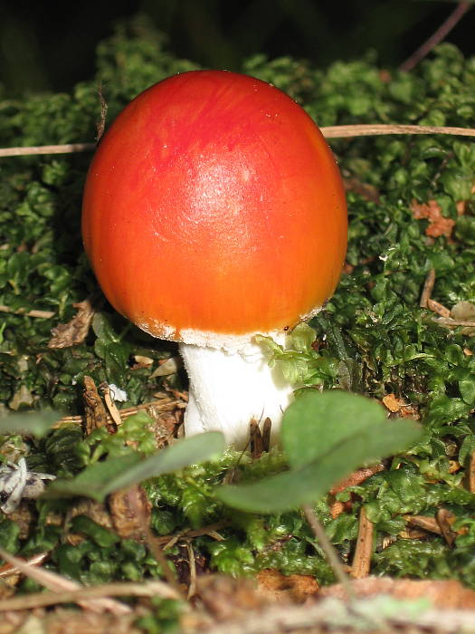 muchotrávka červená holá Amanita muscaria var. aureola (Kalchbr.) Quél.