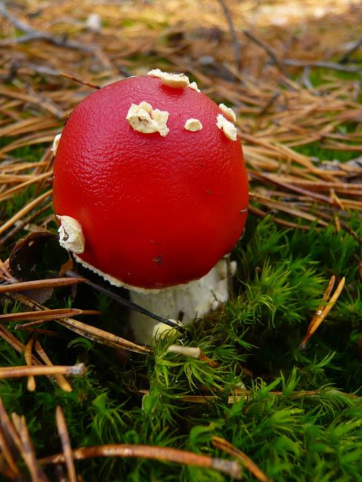 muchotrávka červená Amanita muscaria (L.) Lam.