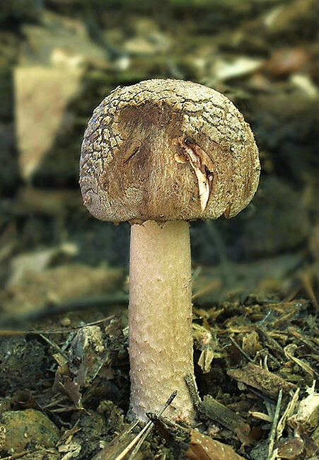 muchotrávka červenkastá Amanita rubescens Pers.