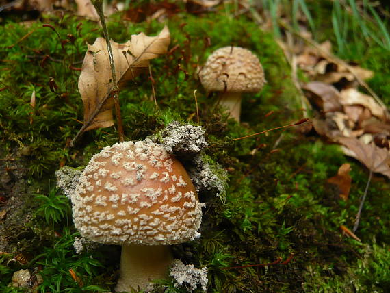 muchotrávka Amanita sp.