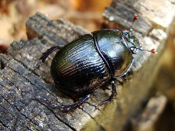 lajniak lesný Anoplotrupes stercorosus