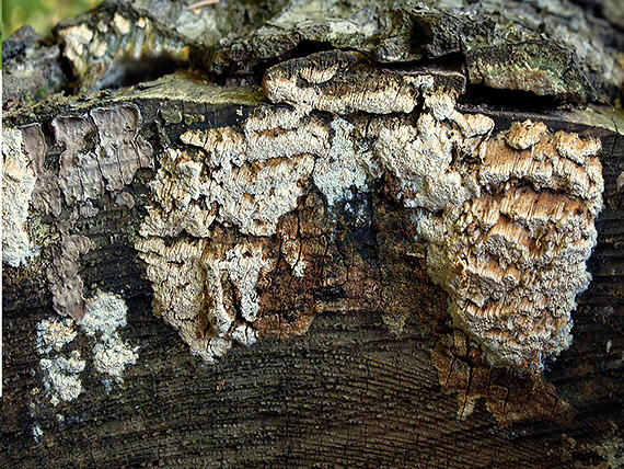 trúdnikovček Antrodia sp.