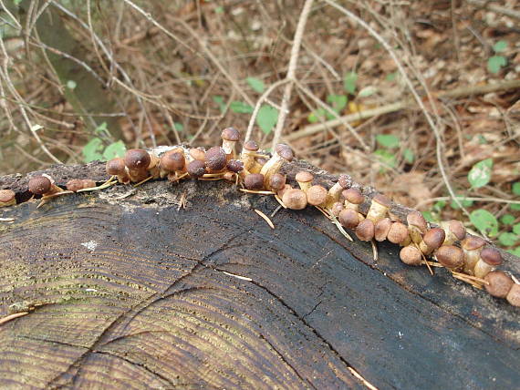 podpňovka tmavá Armillaria ostoyae (Romagn.) Herink