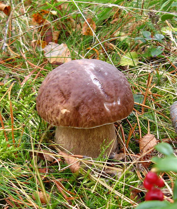 hríb smrekový Boletus edulis Bull.