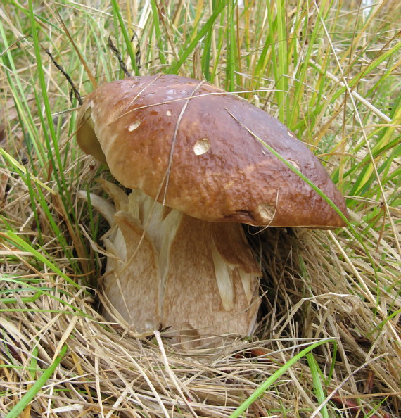 hríb smrekový Boletus edulis Bull.