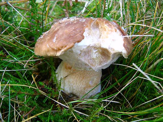 hríb smrekový Boletus edulis Bull.