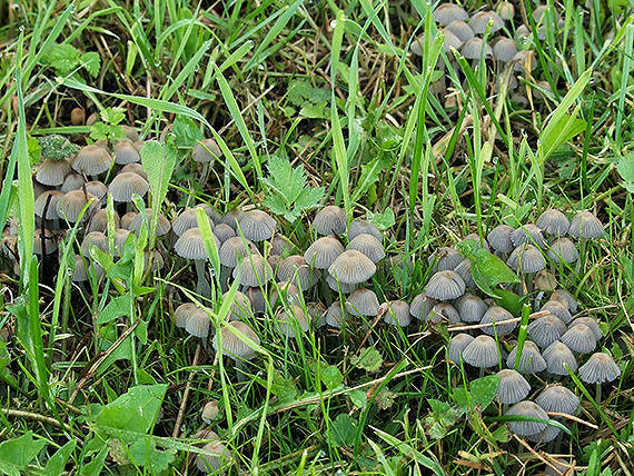 hnojník rozsiaty Coprinellus disseminatus (Pers.) J.E. Lange