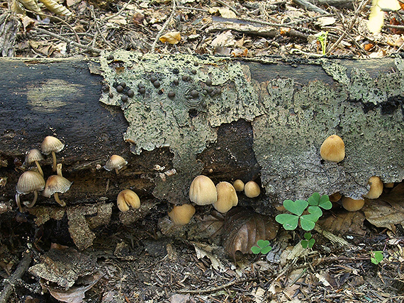 hnojník ligotavý Coprinellus micaceus (Bull.) Vilgalys, Hopple & Jacq. Johnson