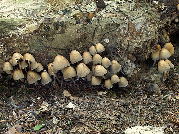 hnojník ligotavý Coprinellus micaceus (Bull.) Vilgalys, Hopple & Jacq. Johnson