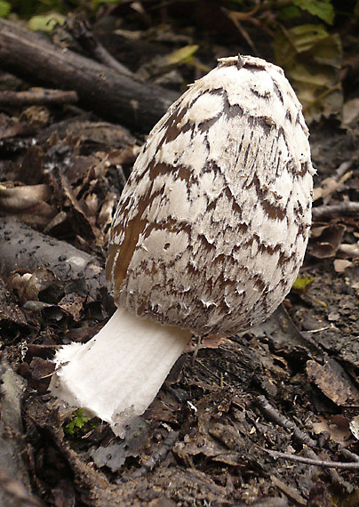 hnojník strakatý Coprinopsis picacea (Bull.) Redhead, Vilgalys & Moncalvo