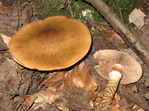 pavučinovec mazľavý Cortinarius trivialis J.E. Lange