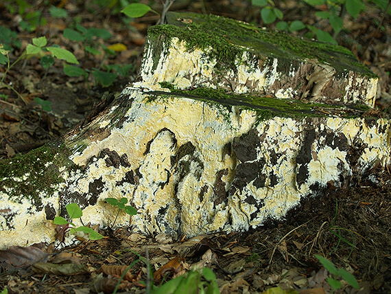 Crustoderma corneum (Bourdot & Galzin) Nakasone (1984)