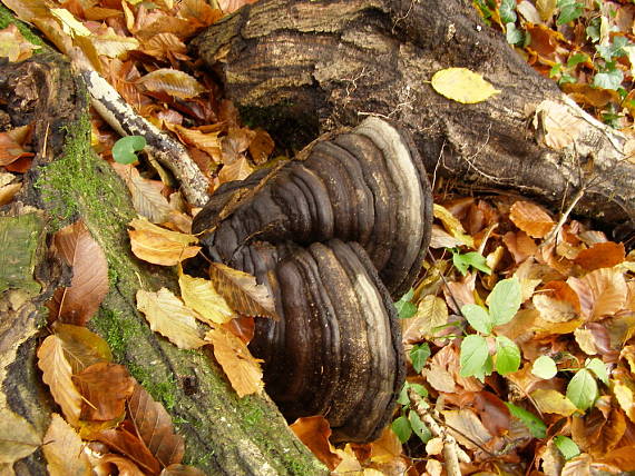 práchnovec kopytovitý Fomes fomentarius (L.) J.J. Kickx