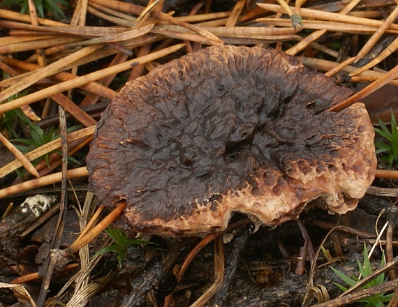 jelenkovka voňavá Hydnellum suaveolens (Scop.) P. Karst.