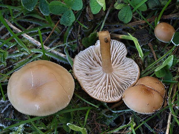 lúčnica Hygrocybe sp.