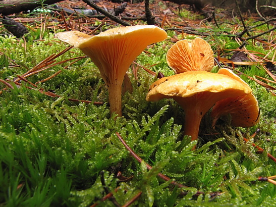 líška oranžová Hygrophoropsis aurantiaca (Wulfen) Maire