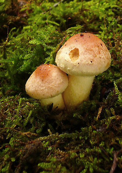 strapcovka tehlovočervená Hypholoma lateritium (Schaeff.) P. Kumm.