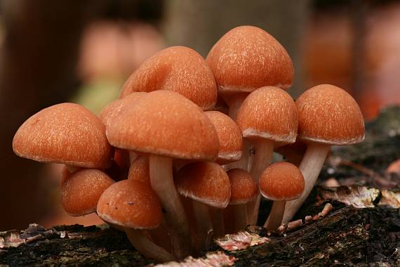 třepenitka cihlová Hypholoma lateritium (Schaeff.) P. Kumm.