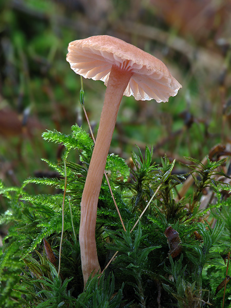 lakovka Laccaria sp.