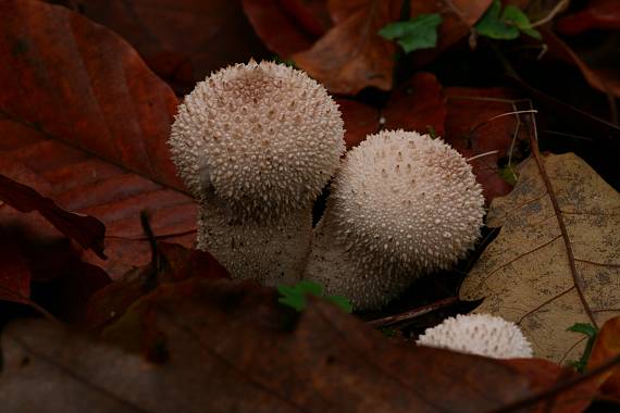 pýchavka obecná ? Lycoperdon perlatum?