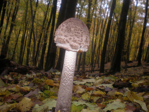 bedľa vysoká Macrolepiota procera (Scop.) Singer