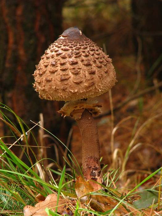 bedľa vysoká Macrolepiota procera (Scop.) Singer