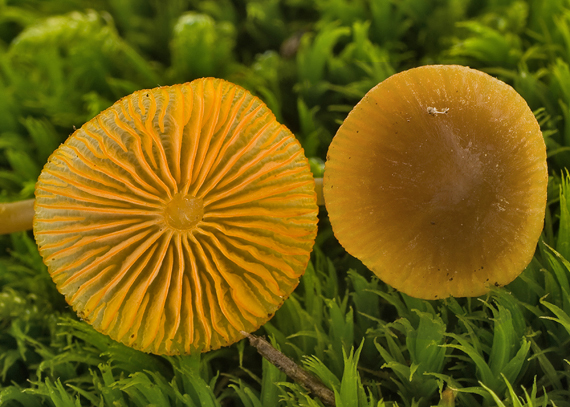 prilbička oranžovoobrúbená Mycena aurantiomarginata (Fr.) Quél.