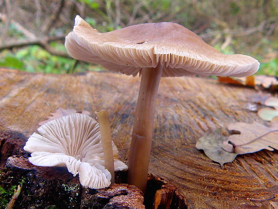 prilbička ružovolupeňová Mycena galericulata (Scop.) Gray