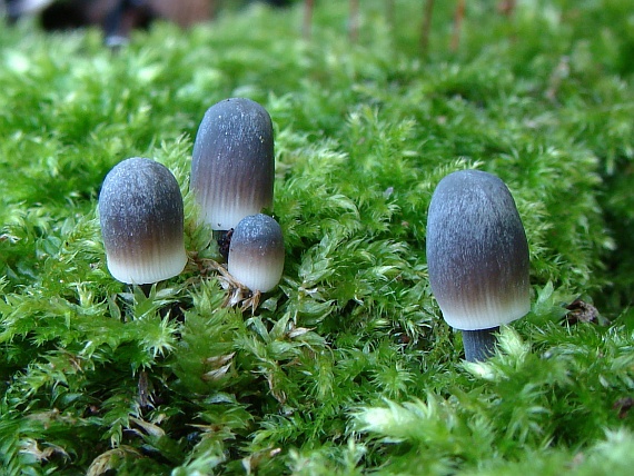 prilbička ryhovaná Mycena polygramma (Bull.) Gray