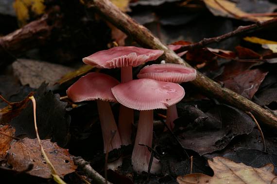 helmovka ředkvičková ? Mycena pura? (Pers.ex Fr.) Kumm.