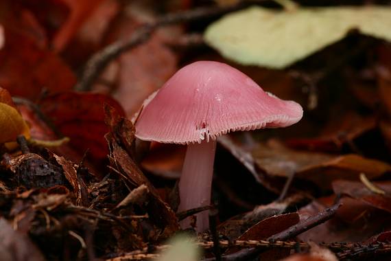 helmovka ředkvičková ? Mycena pura? (Pers.ex Fr.) Kumm.