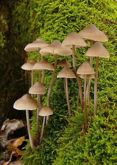 prilbička Mycena sp.