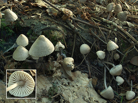 prilbička Mycena sp.