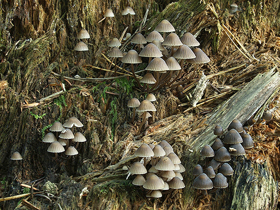 prilbička Mycena sp.