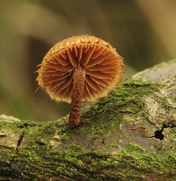 šupináčik obyčajný Phaeomarasmius erinaceus (Fr.) Scherff. ex Romagn.