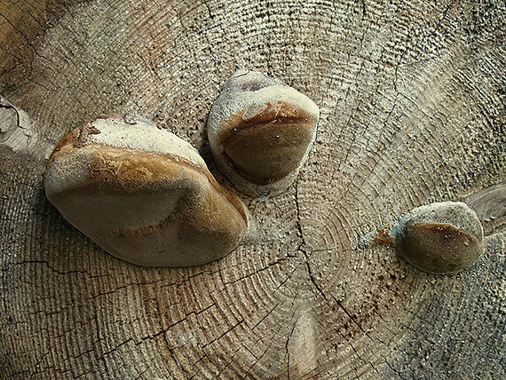 ohňovec Hartigov Phellinus hartigii (Allesch. & Schnabl) Pat.