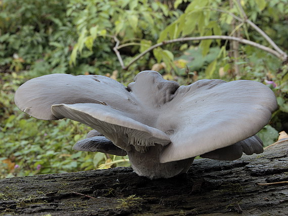 hliva ustricovitá Pleurotus ostreatus (Jacq.) P. Kumm.