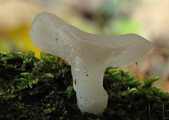 pajelenka želatínová Pseudohydnum gelatinosum (Scop.) P. Karst.