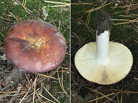 plávka Russula sp.