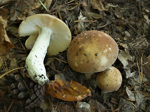 plávka  Russula sp.