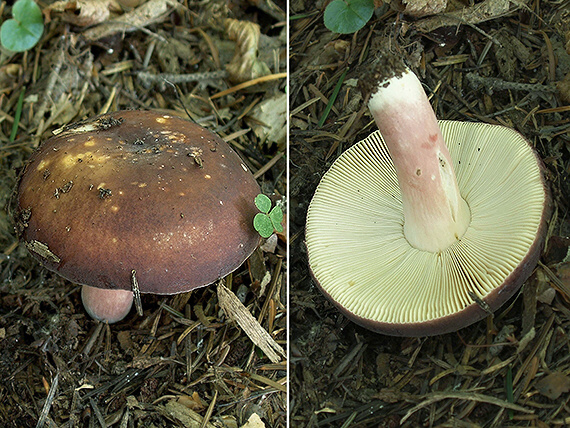 plávka  Russula sp.