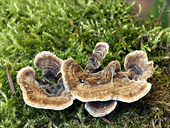 trúdnikovec pestrý Trametes versicolor (L.) Lloyd