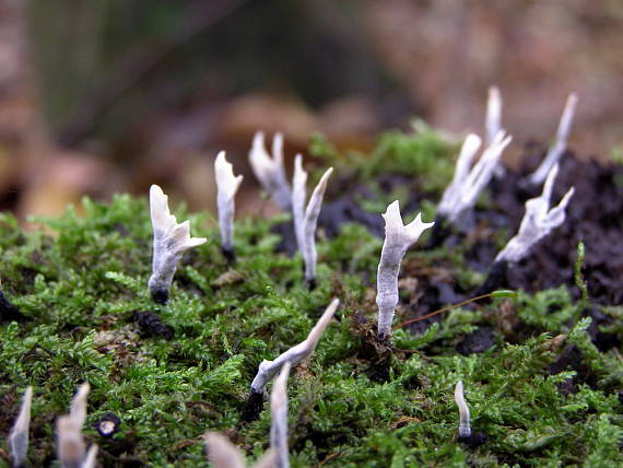 drevnatec parohatý Xylaria hypoxylon (L.) Grev.