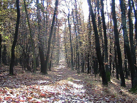 jeseň u nás v Malých Karpatoch.